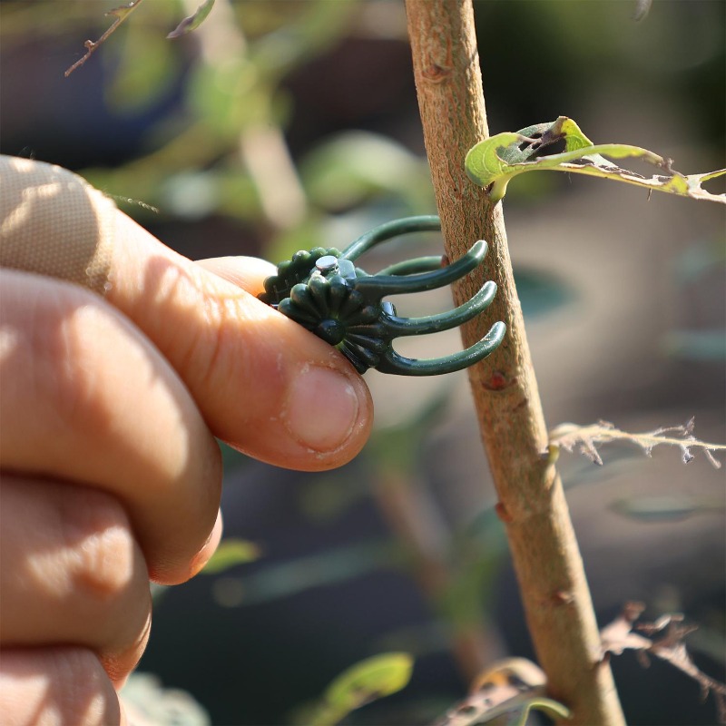 Wholesale Mini Plant Support C - Gardening Tools Wholesale review and price