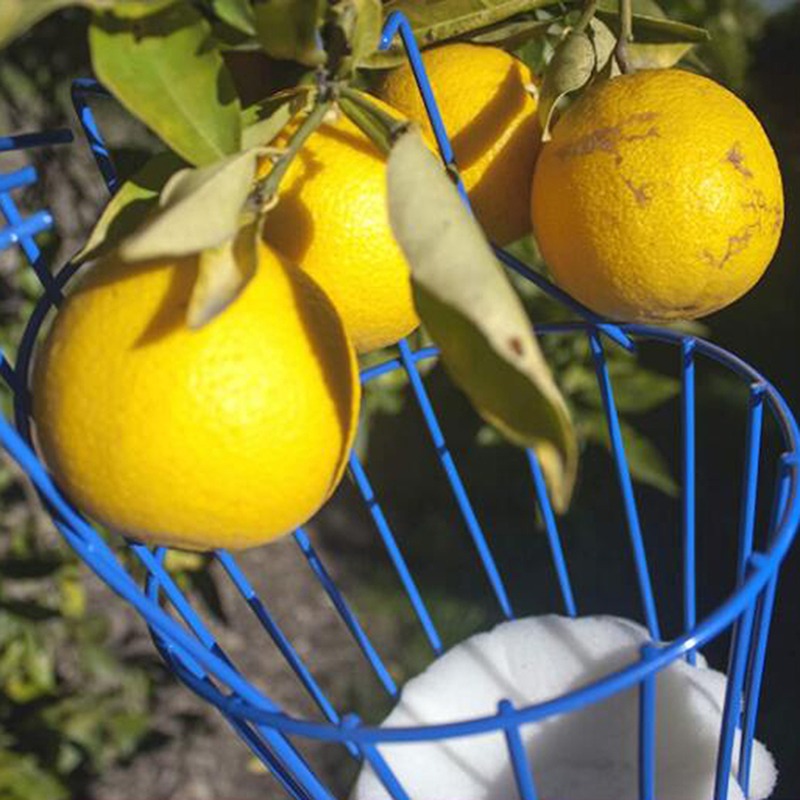 Deep Basket Fruit Picker Head  - Gardening Tools Basket review and price