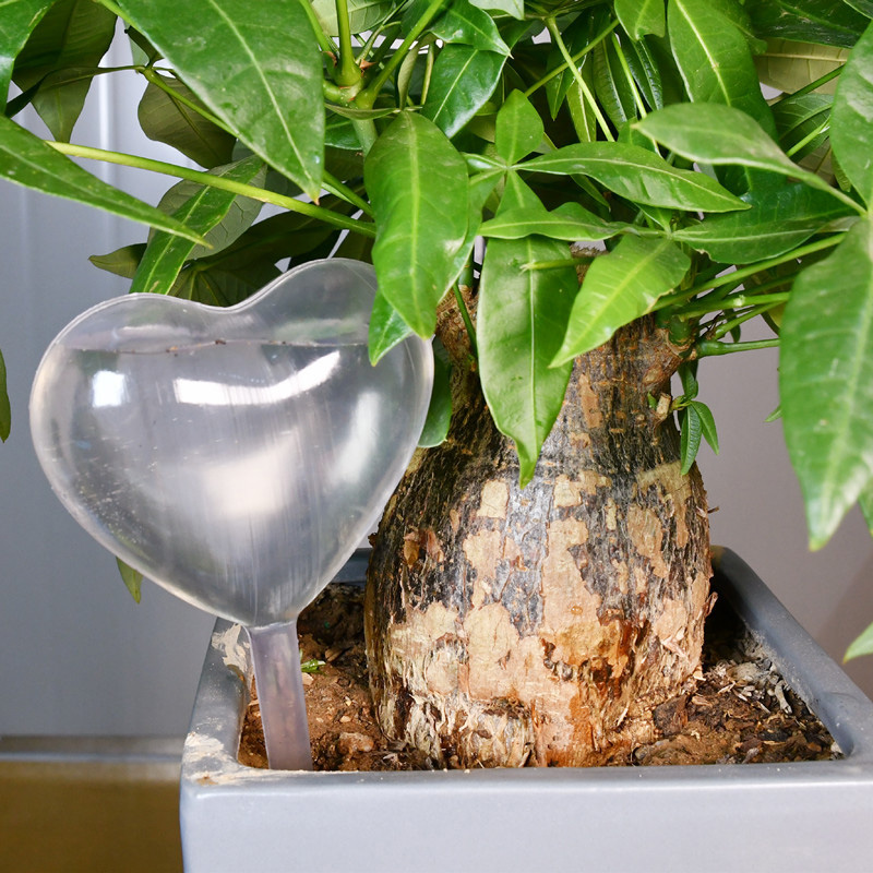 House/Garden Water Houseplant  - Gardening Tools Equipment review and price