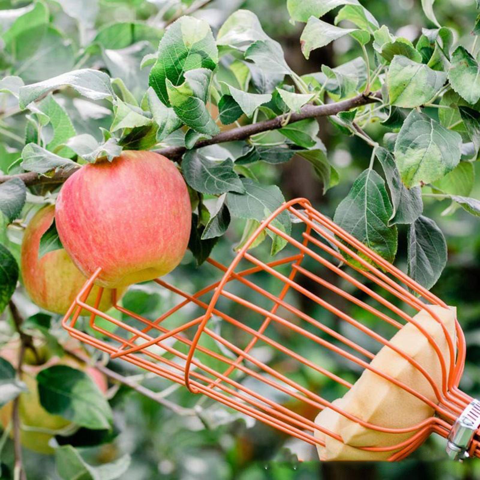 fruit picker Retractable Handl - Gardening Tools Basket review and price